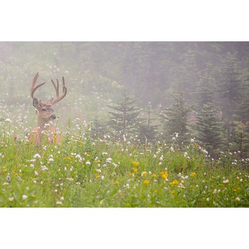 WA-Mount Rainier National Park-Black-tailed deer buck in wildflower meadow-Odocoileus hemionus